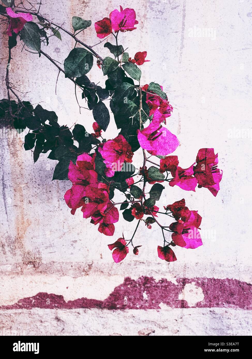 Pink bougainvillea flowers and green leaves with textured background Stock Photo