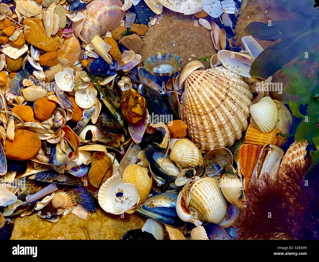 Colourful sea shells between rock pools at Pett Level Beach Kent UK