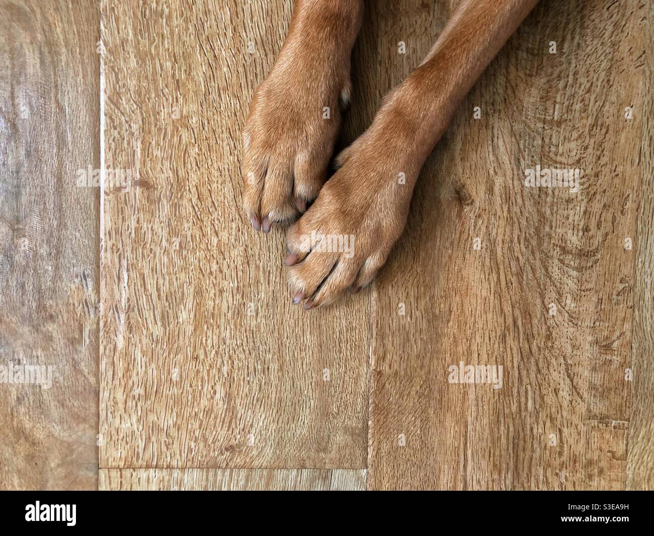 Foot selfie of the legs and paws of a brown dog on a wooden floor with copy space - Smartphone Captured Stock Image