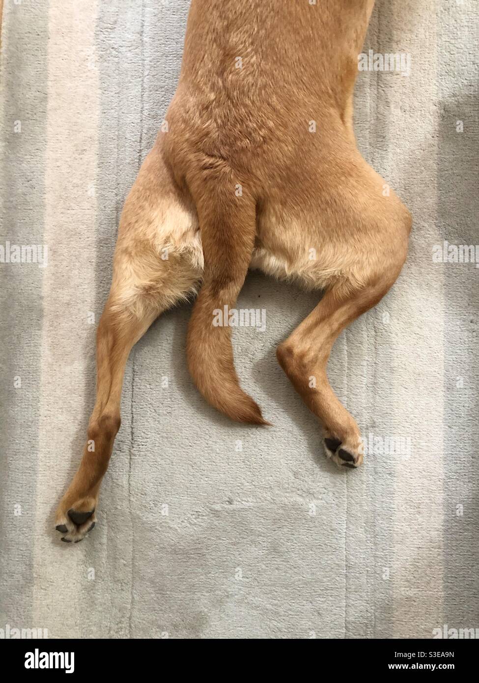 The back rear legs of a pet dog stretching out with tail between in an outstretched sploot position Stock Photo