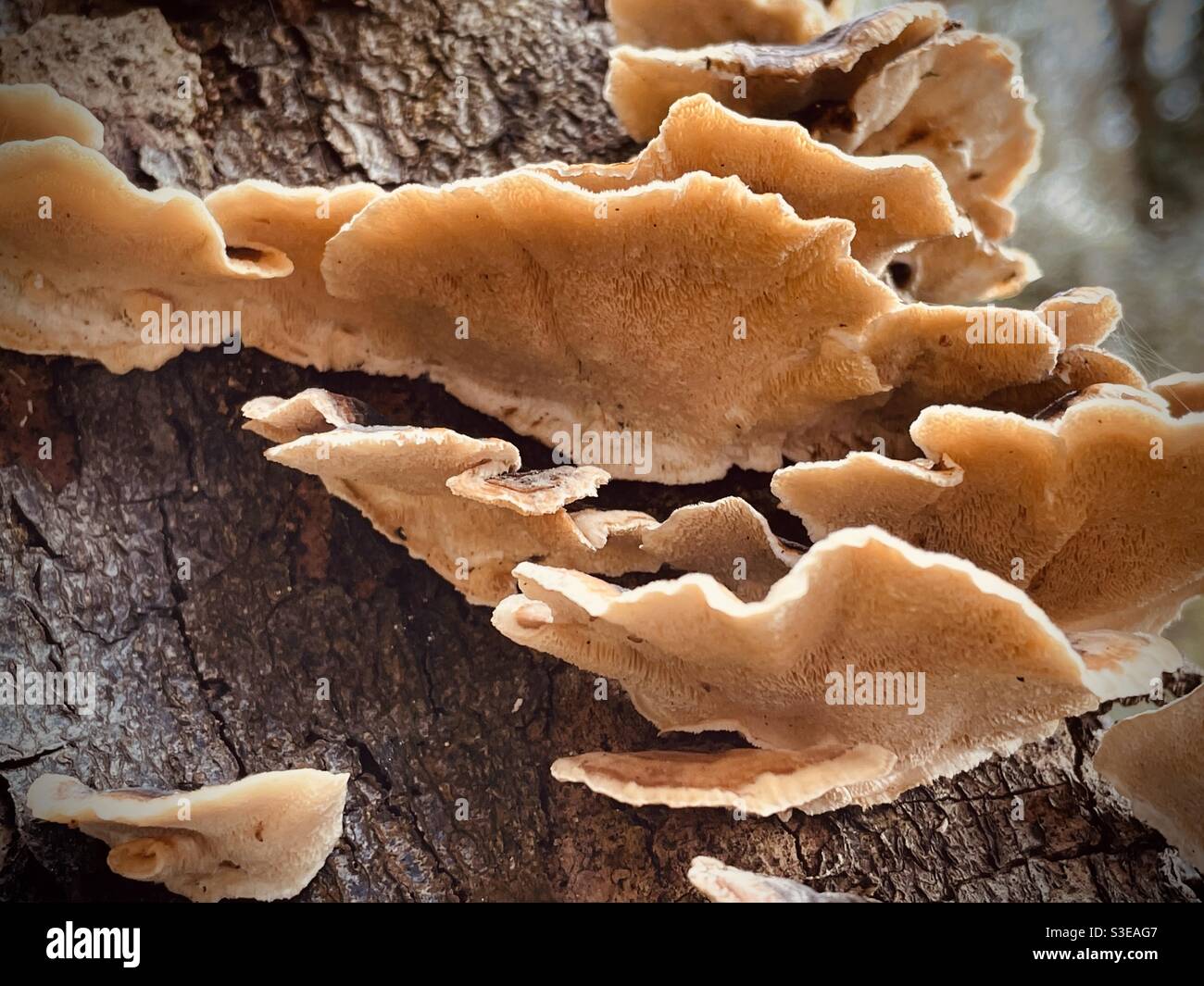 Bracket fungus Trametes versicolor growing on rotting tree branch - Smartphone Captured Stock Image