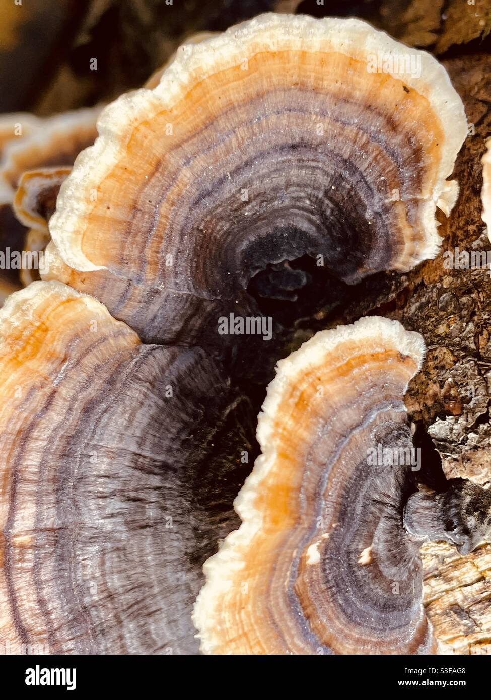 Bracket fungus Trametes versicolor growing on rotting tree branch - Smartphone Captured Stock Image