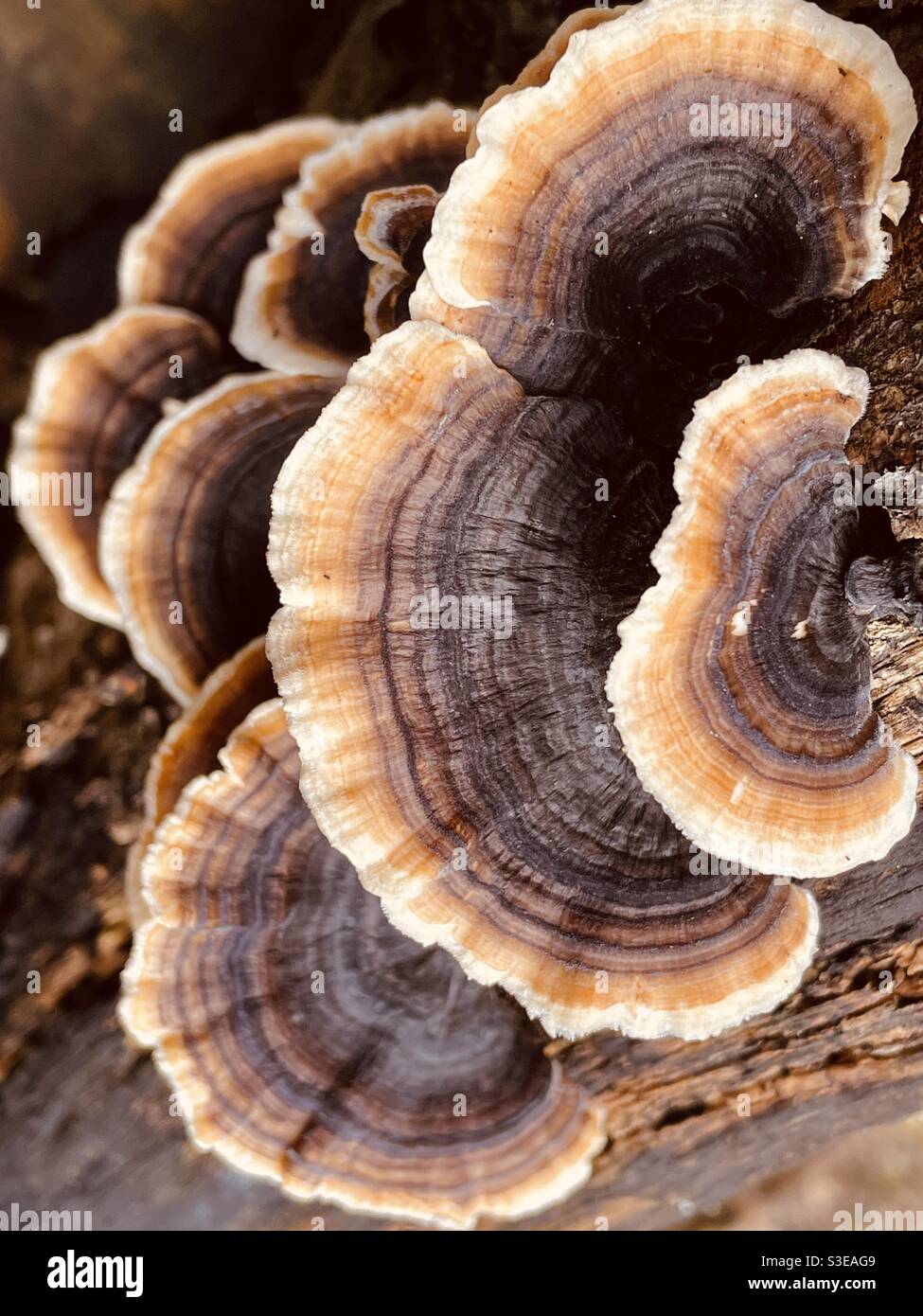 Bracket fungus Trametes versicolor growing on rotting tree branch - Smartphone Captured Stock Image