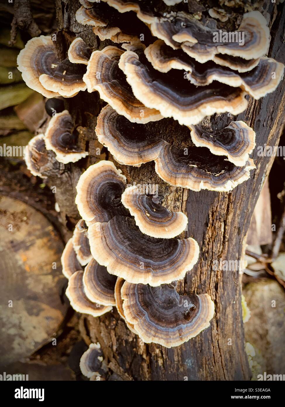 Bracket fungus Trametes versicolor growing on rotting tree branch - Smartphone Captured Stock Image