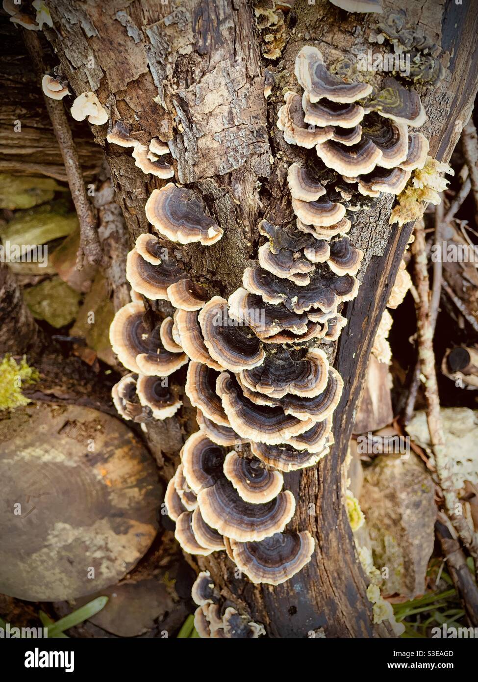 Bracket fungus Trametes versicolor growing on rotting tree branch Stock Photo
