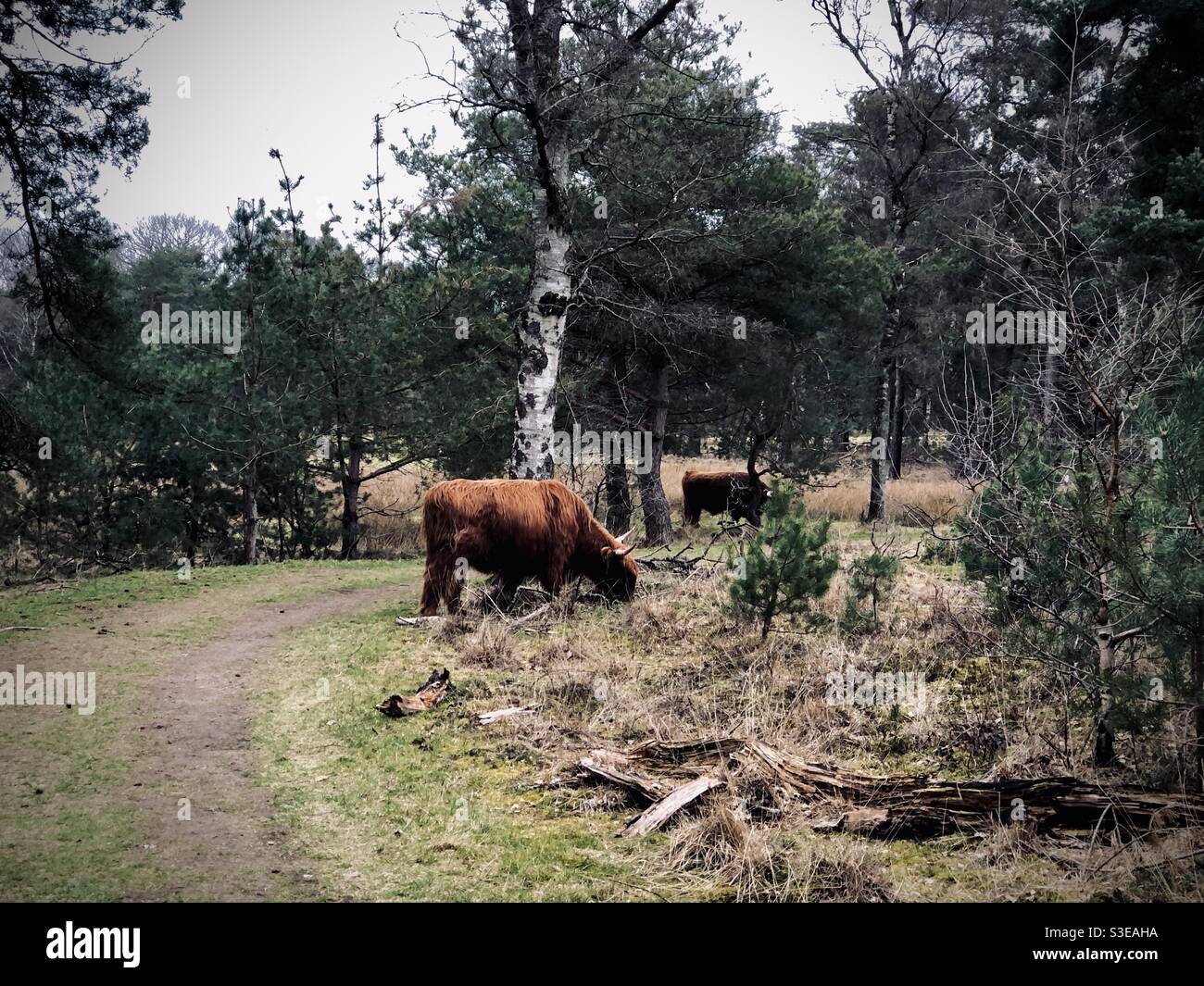 Highland cattle roam in Sallandse Heuvelrug national park, Netherlands Stock Photo