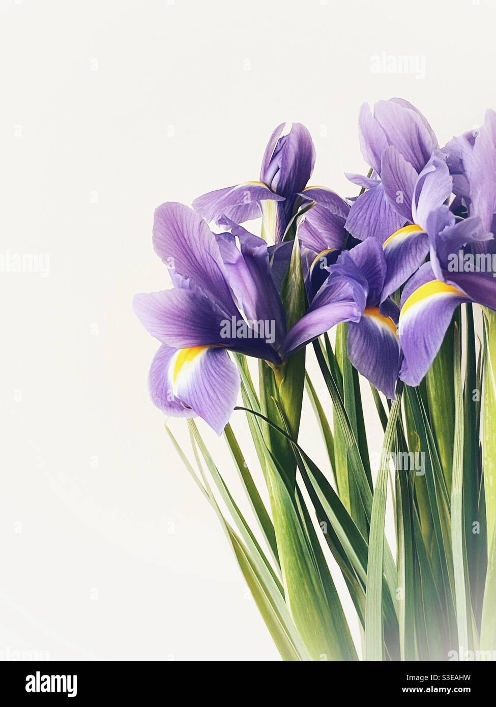 High key image of irises against a plain background. Stock Photo