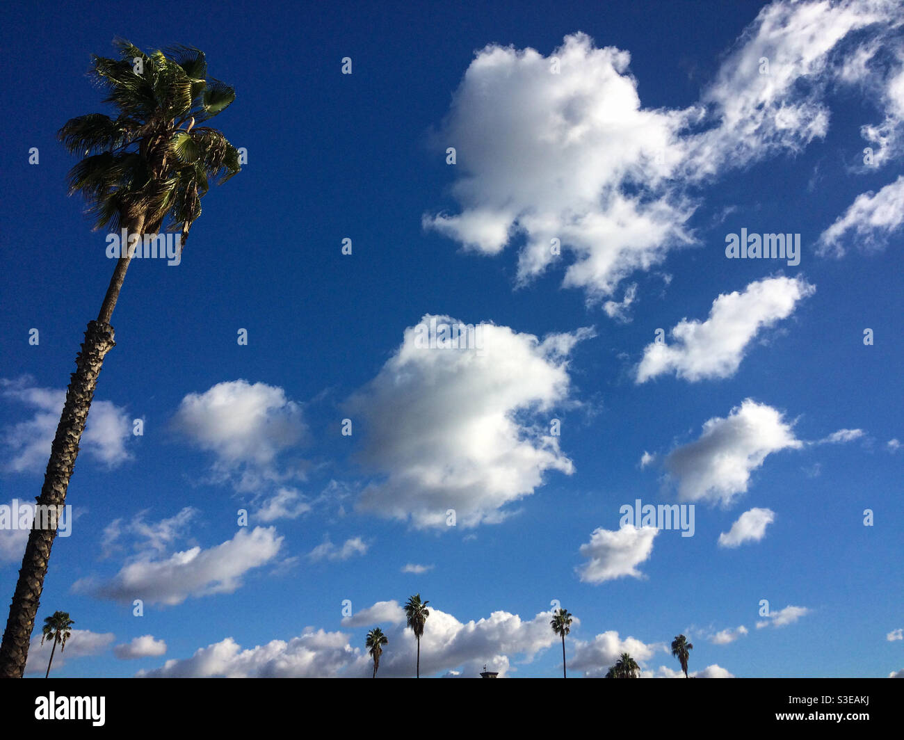 Palm trees sky blue hi-res stock photography and images - Alamy