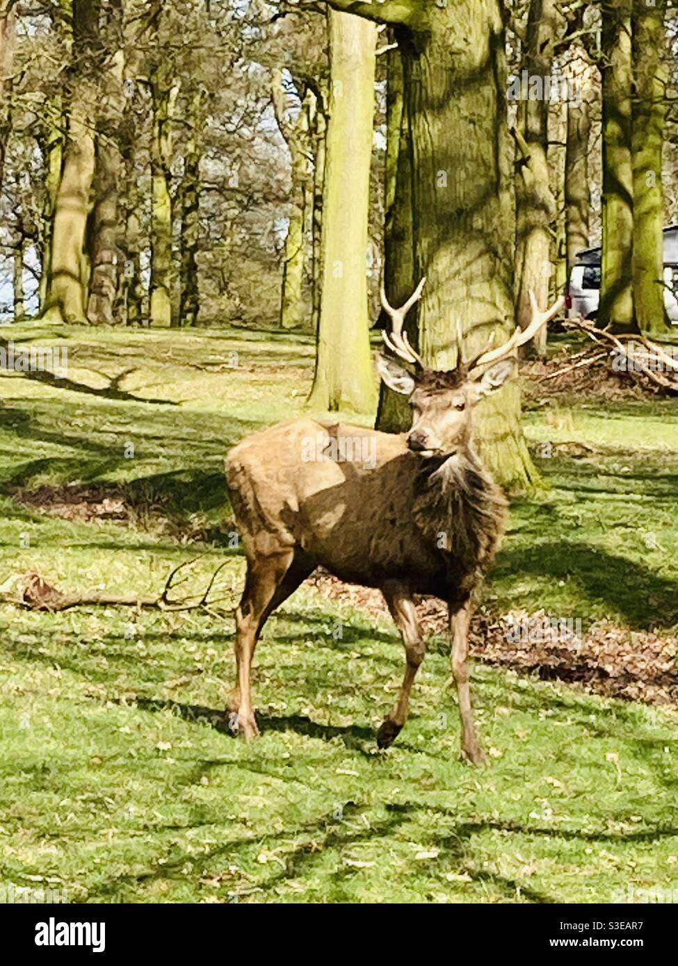 Deer looking up in the woods - Smartphone Captured Stock Image