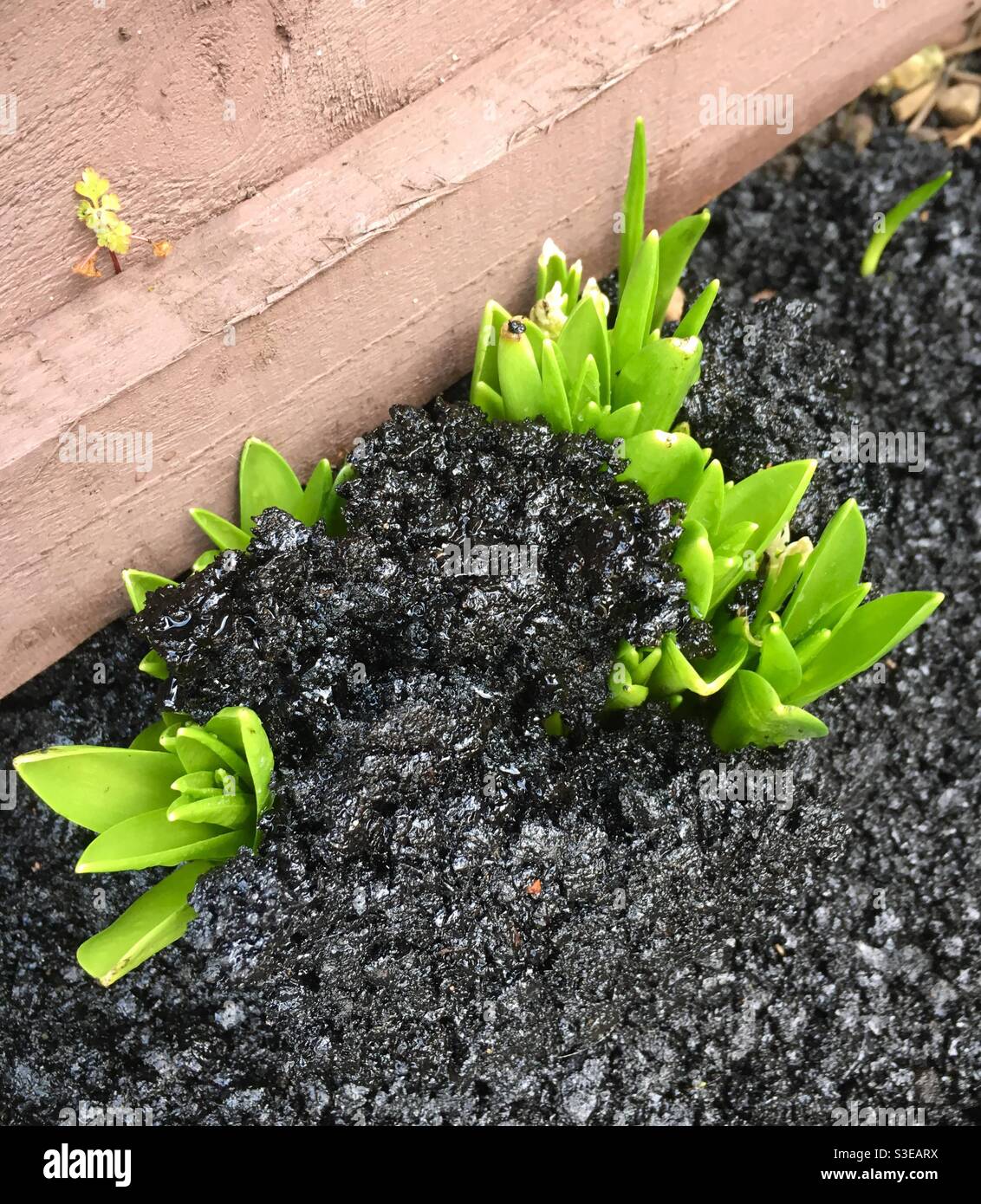 Plants growing up and pushing their way through tarmac - Smartphone Captured Stock Image