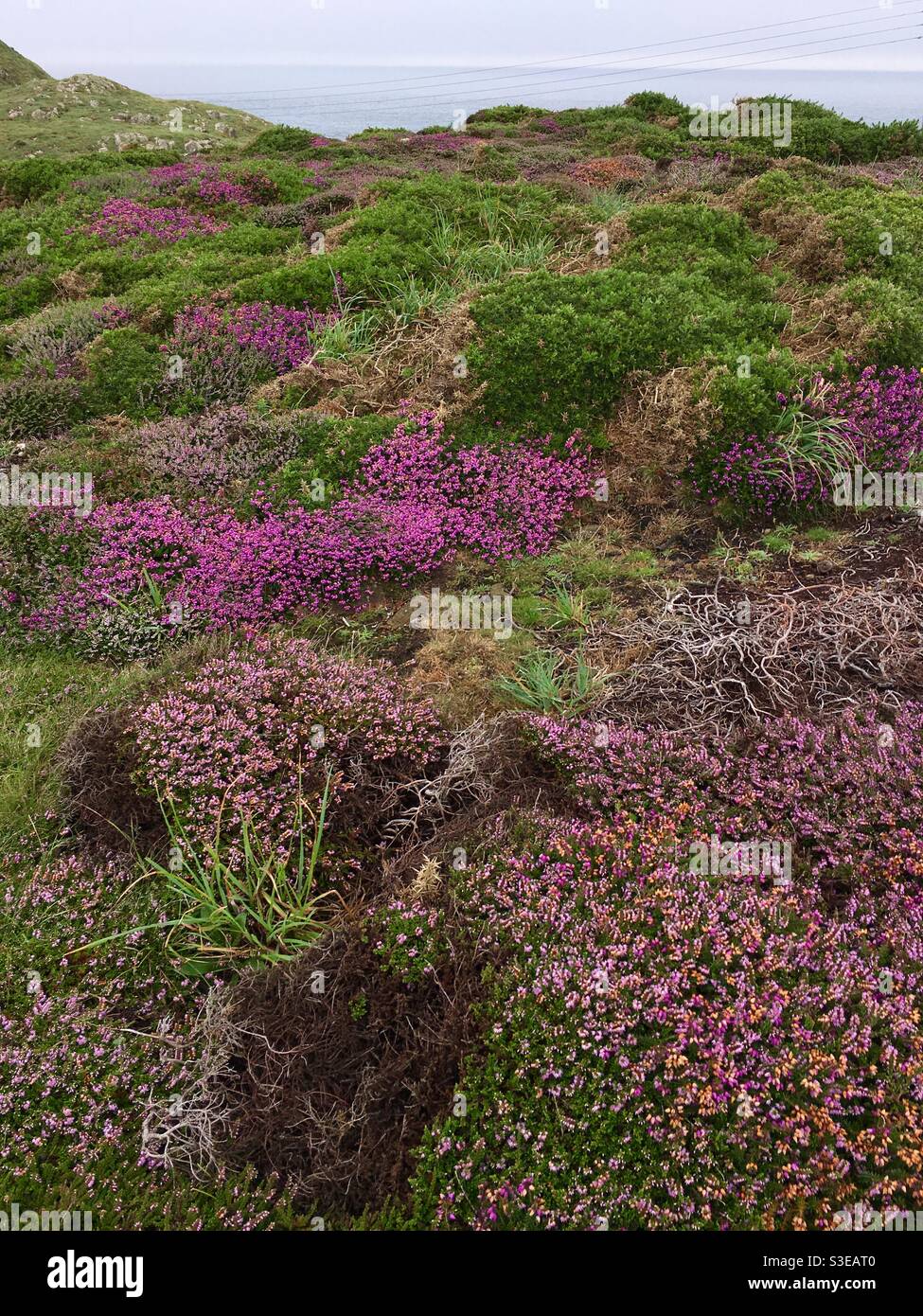 Purple heather and vibrant green heathland on coast - Smartphone Captured Stock Image