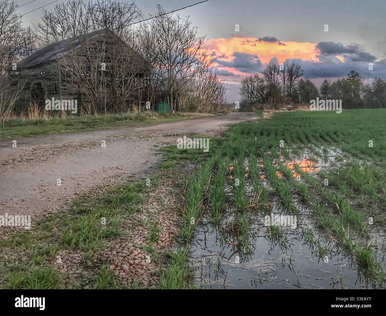 Sunset reflects from cloud to puddle in farm field beside old barn after spring thunderstorm - Smartphone Captured Stock Image