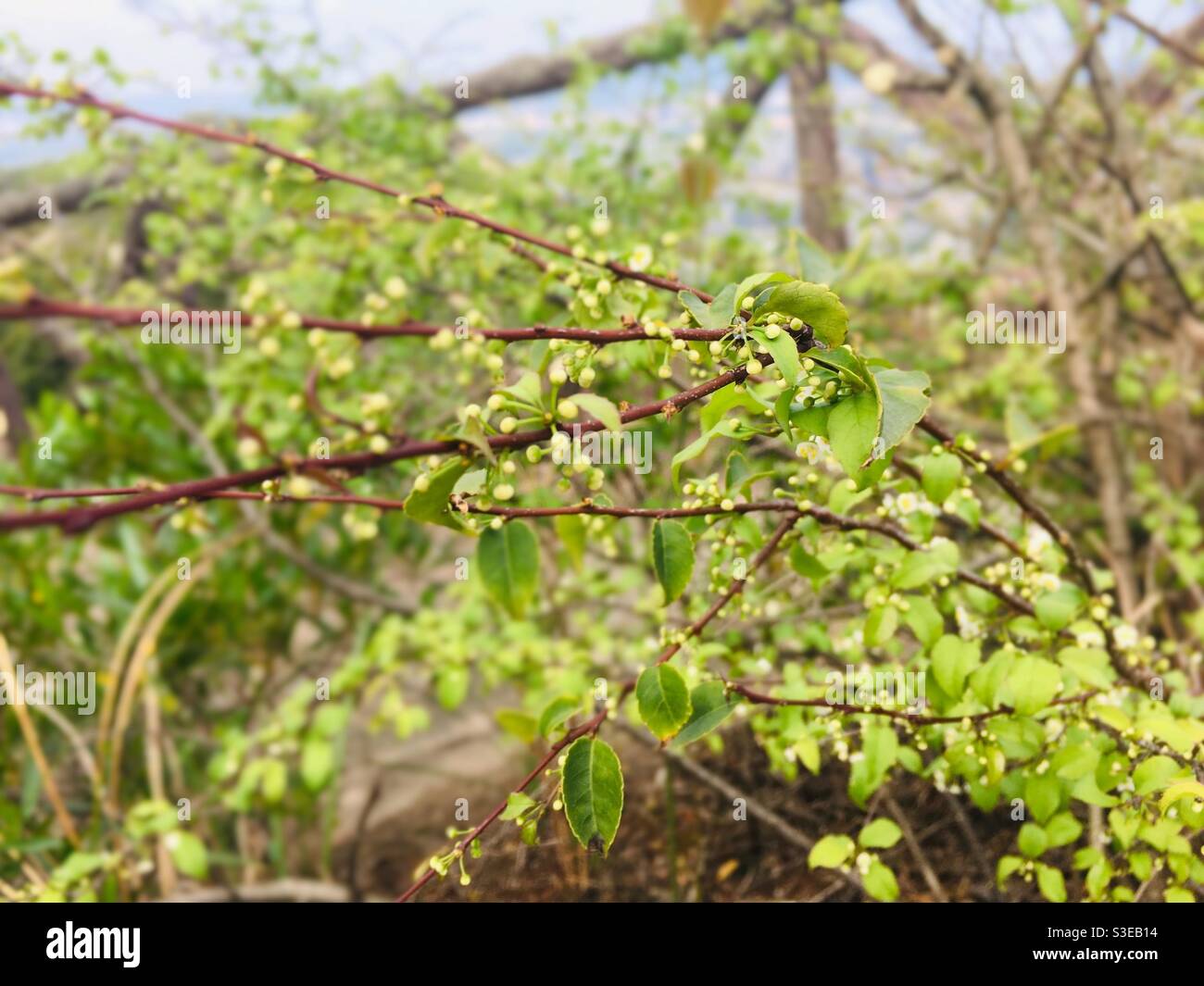 Leafy plants Stock Photo