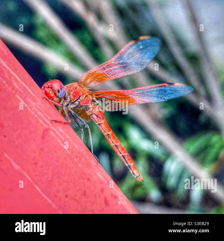 Red dragonfly on a red metal railing in South Africa - Smartphone Captured Stock Image