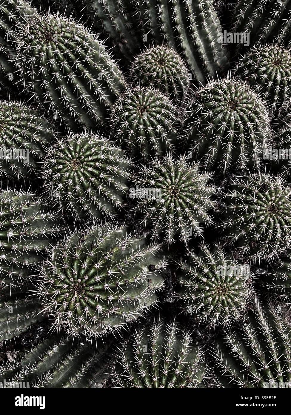 Top view of a clump of spiky cacti - Smartphone Captured Stock Image