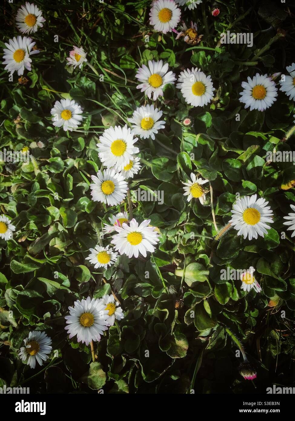 Daisies in flower in spring sunshine in March UK - Smartphone Captured Stock Image