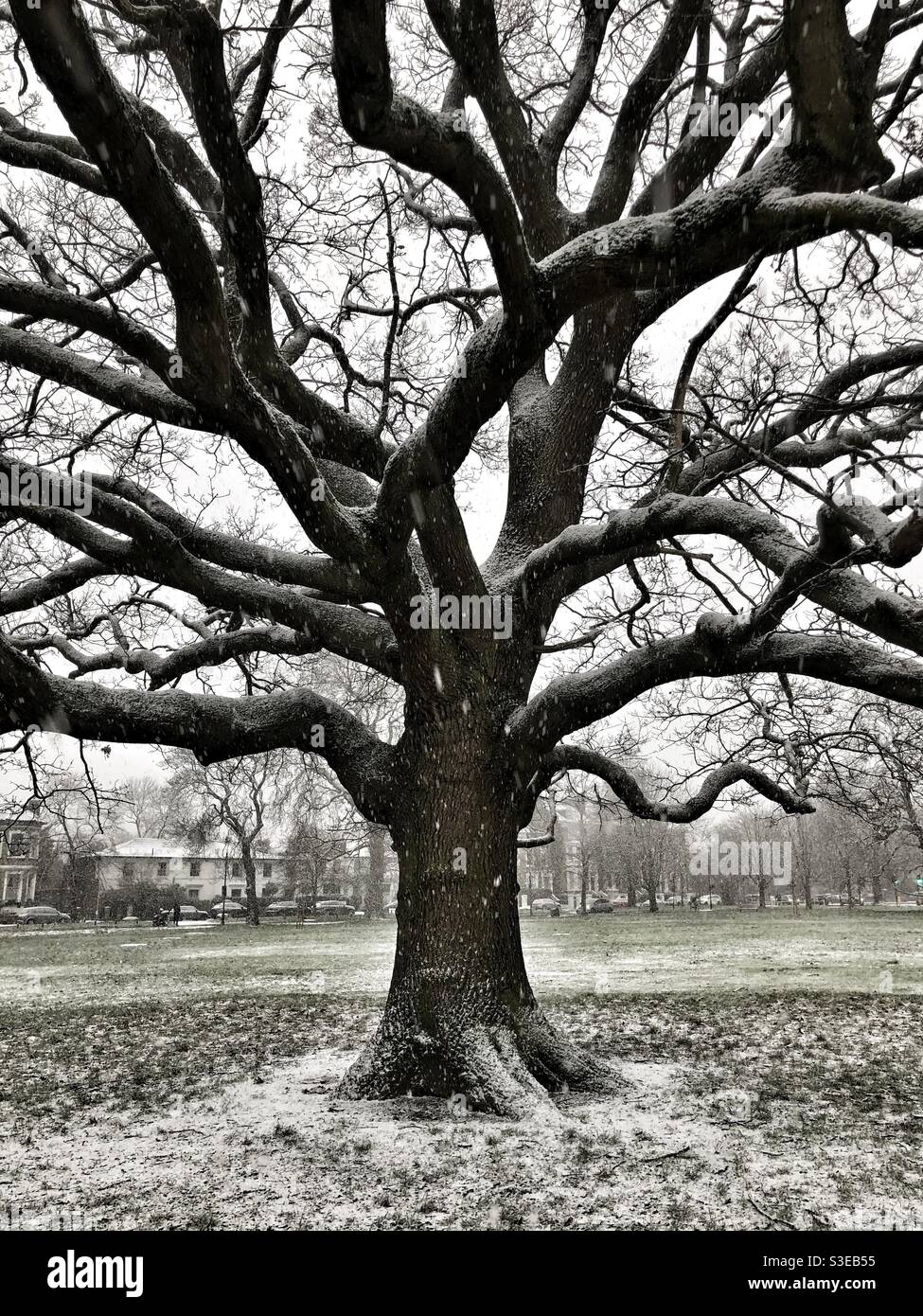 Old english oak tree winter hi-res stock photography and images - Alamy
