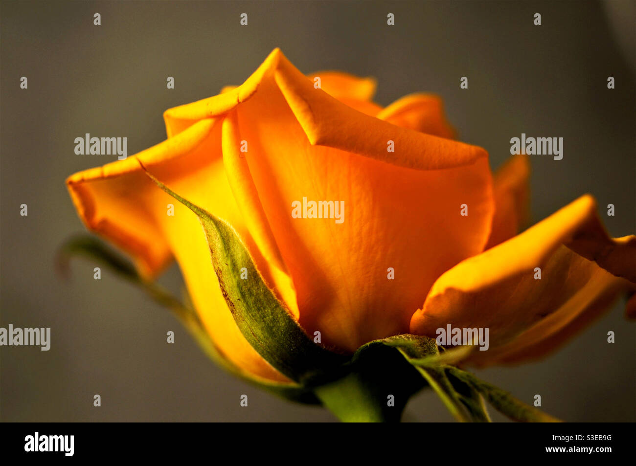 A bottom view of the head of a yellow rose flower - Smartphone Captured Stock Image