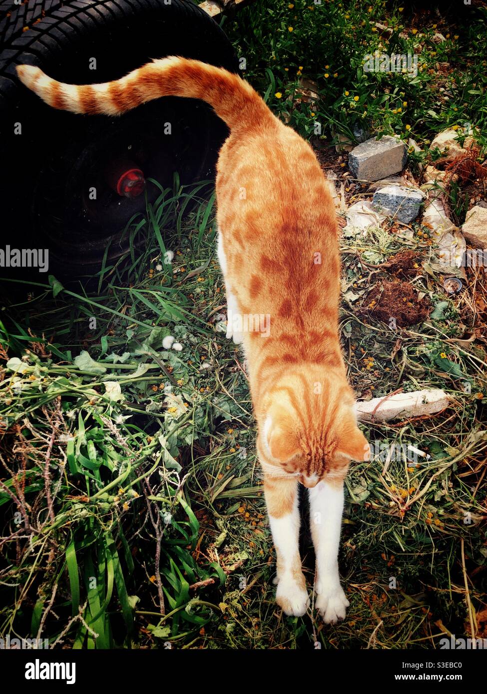 Ginger tabby cat stretching Stock Photo