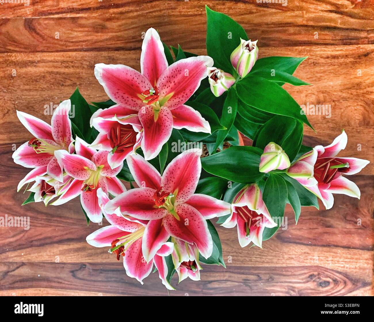 Pink lilies on a wooden table Stock Photo