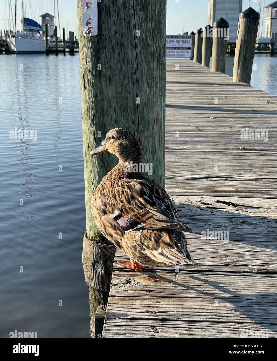 Female mallard setting on a boat dock pier - Smartphone Captured Stock Image