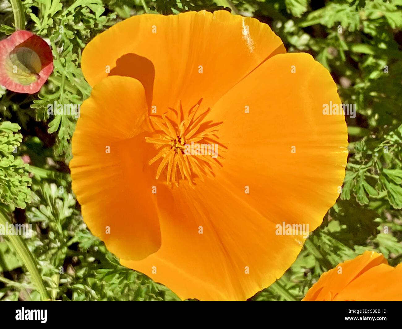 Vibrant Orange California Poppy Flower Stock Photo