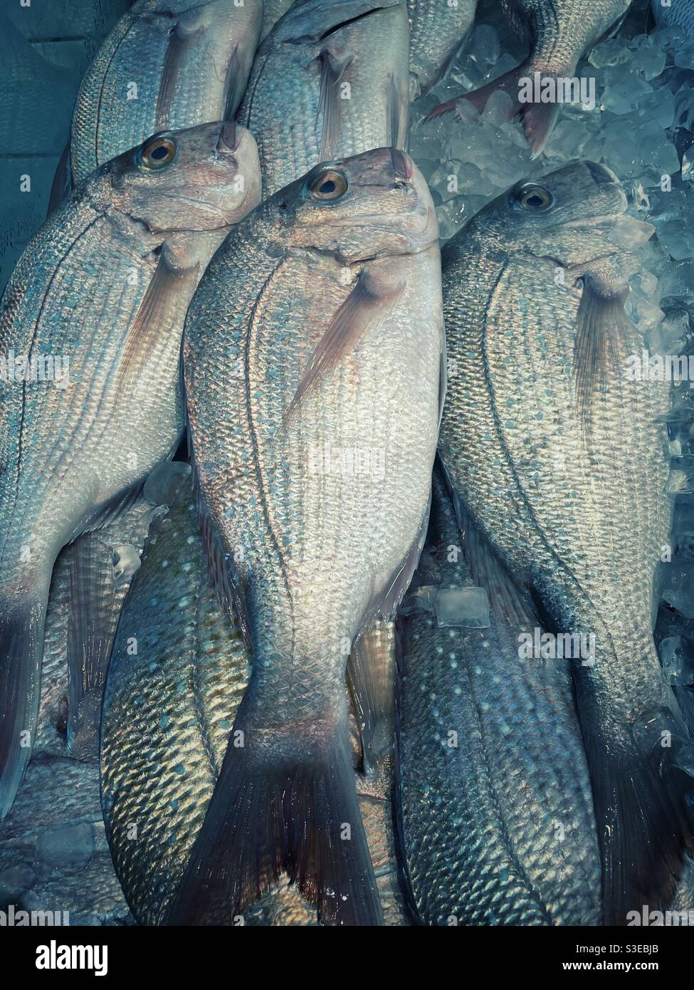 Ling fish hi-res stock photography and images - Alamy