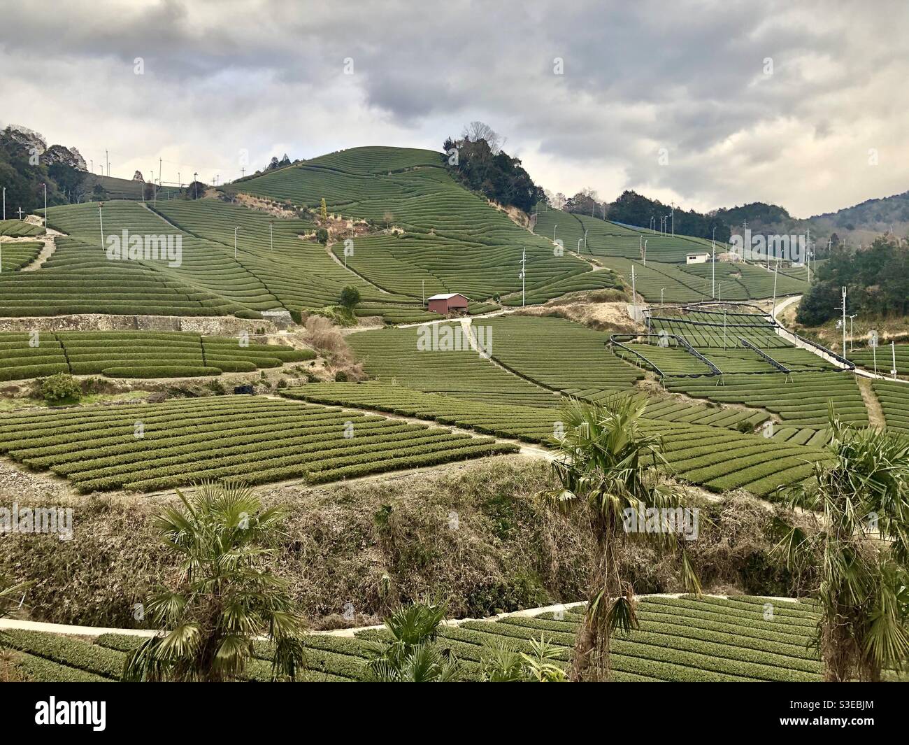 Uji tea plantation, Ishidera, Wazuka, Japan Stock Photo