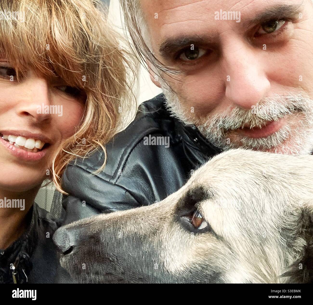Wolf Dog and his family Stock Photo