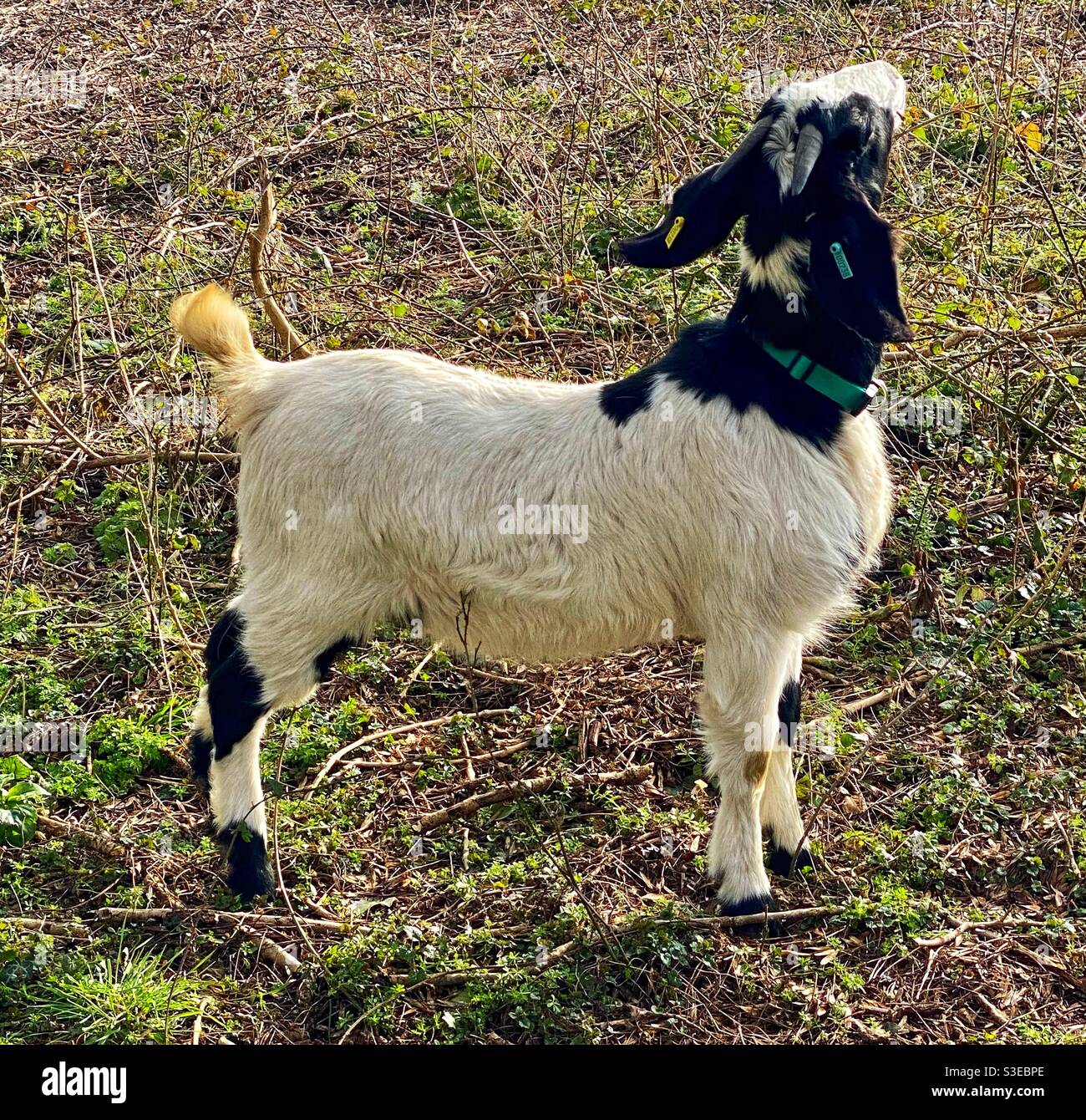 Streetgoat bristol - Smartphone Captured Stock Image