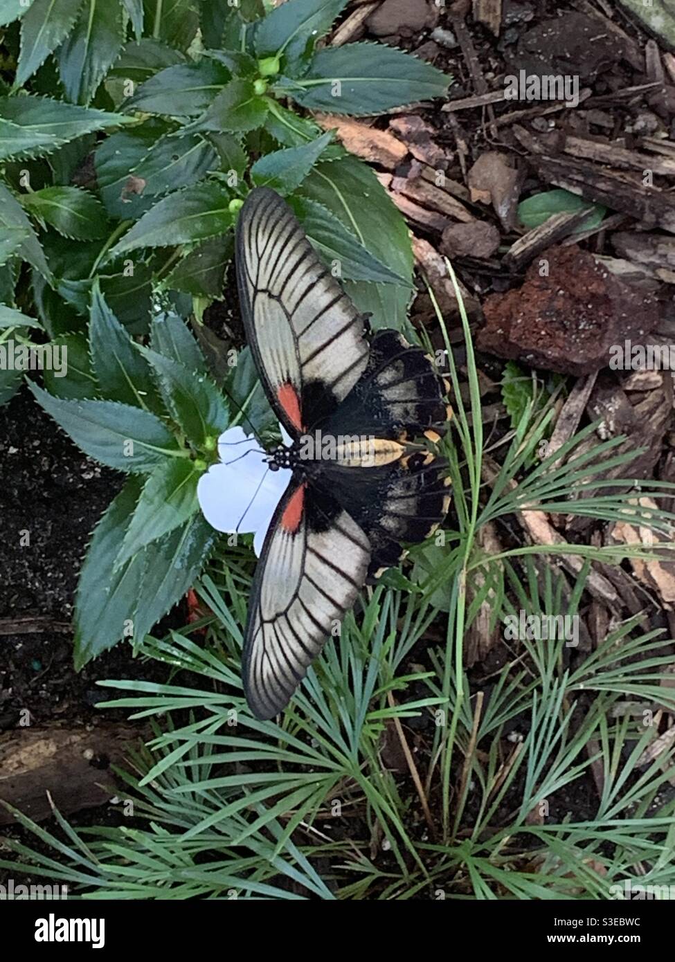 Butterflies of Key West Stock Photo Alamy