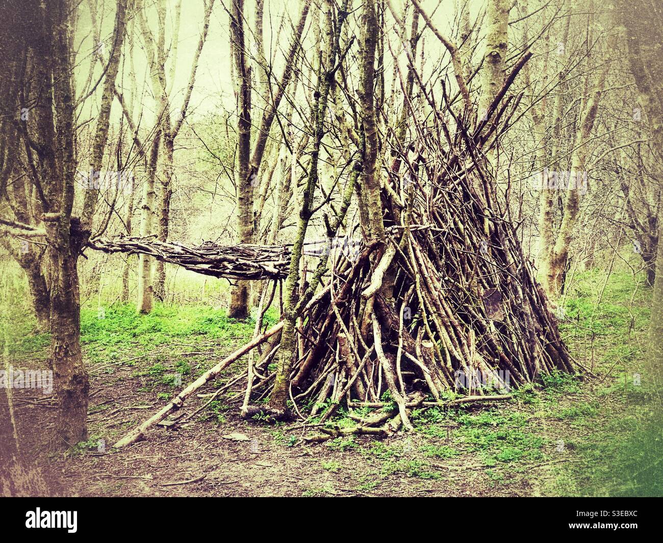 Woodland den - Smartphone Captured Stock Image