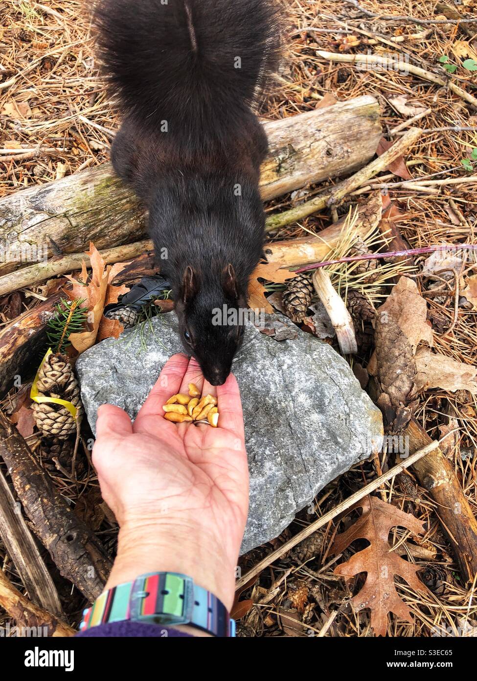 A woman feeding a black squirrel. - Smartphone Captured Stock Image