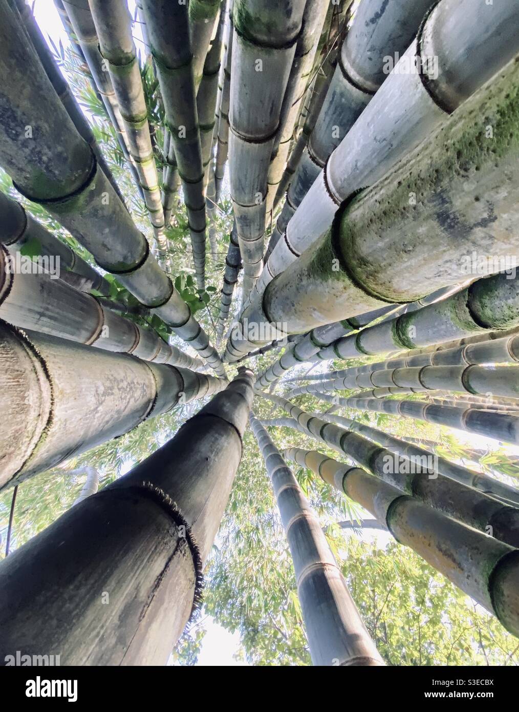Grove of giant bamboo - Smartphone Captured Stock Image