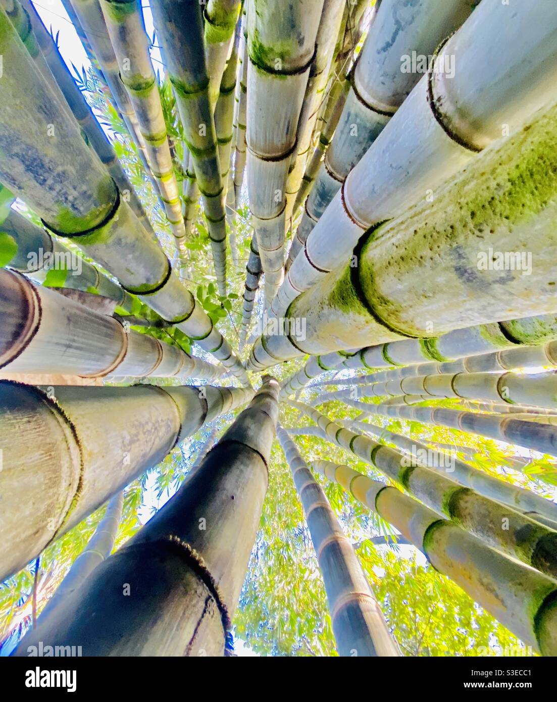 Grove of giant bamboo - Smartphone Captured Stock Image