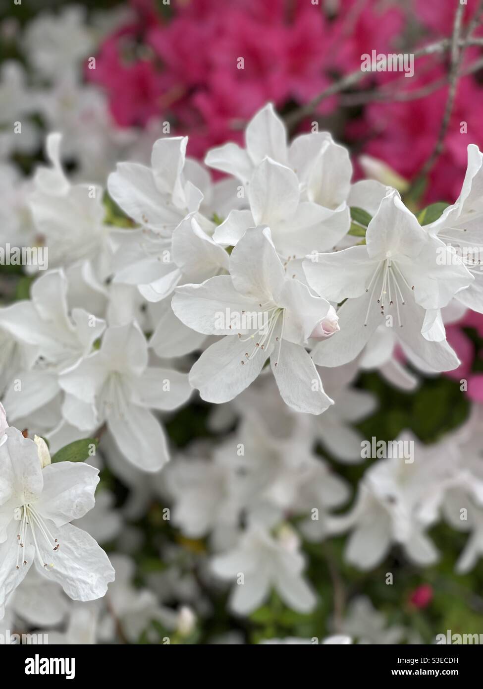 White and pink azaleas Stock Photo