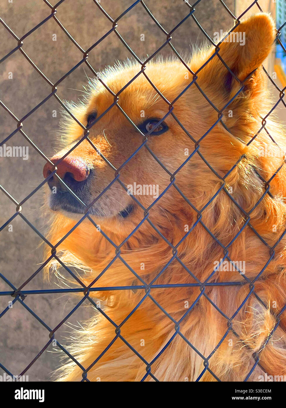 Samoyed dog behind a wire netting - Smartphone Captured Stock Image