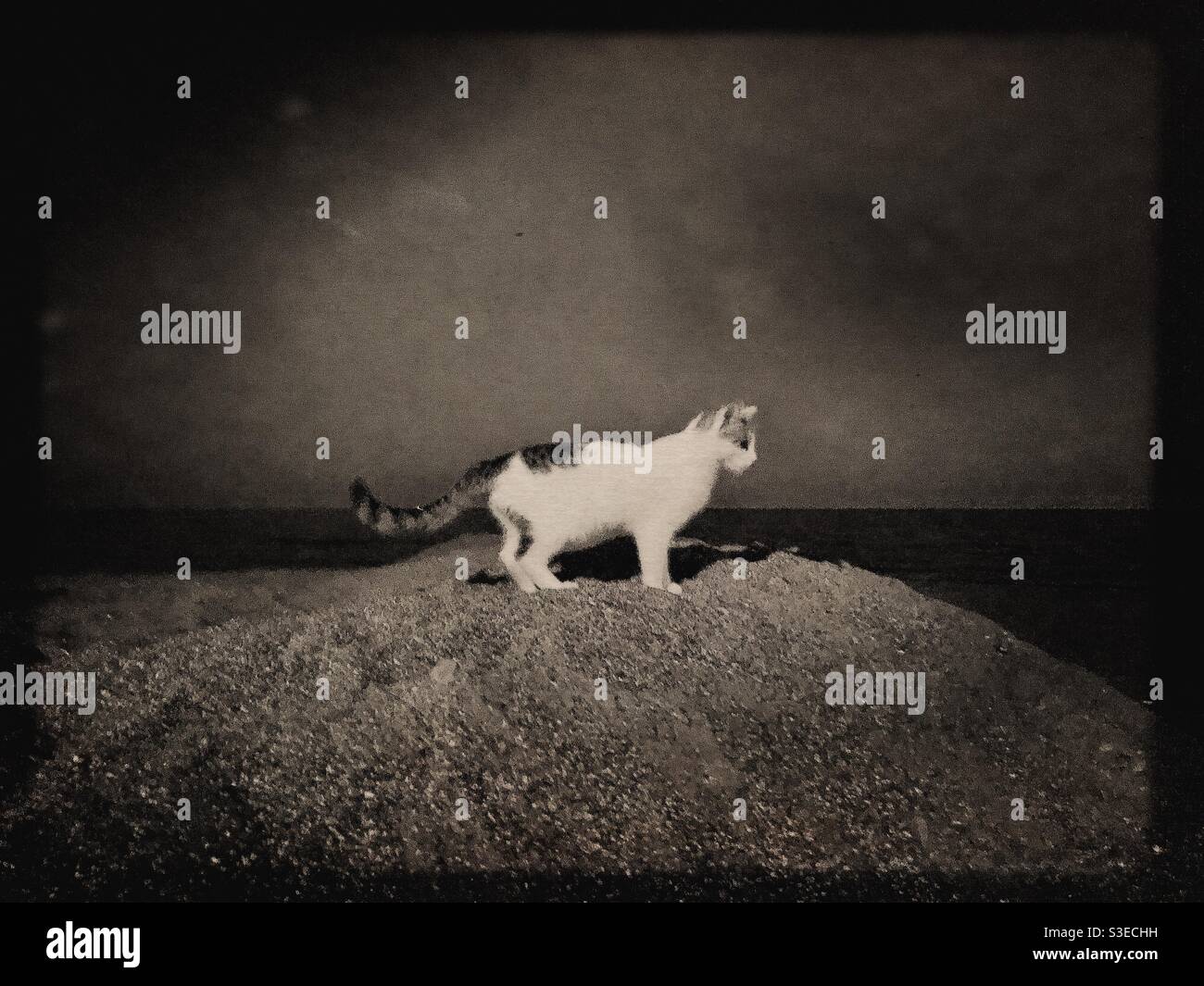 White cat on dune by the sea at night time - Smartphone Captured Stock Image