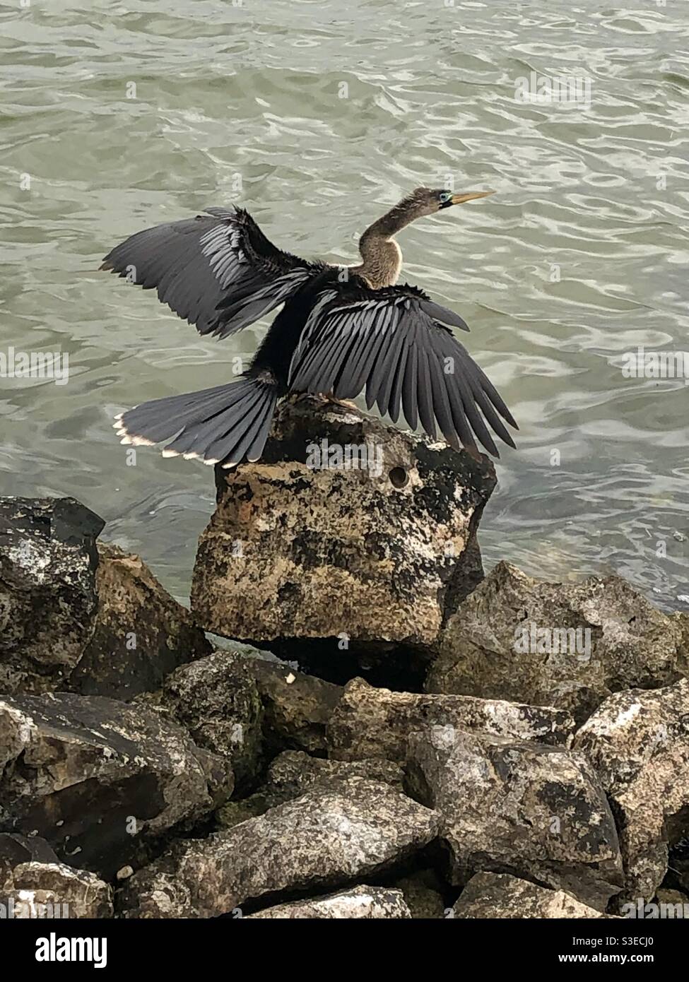 Graceful sea bird - Smartphone Captured Stock Image