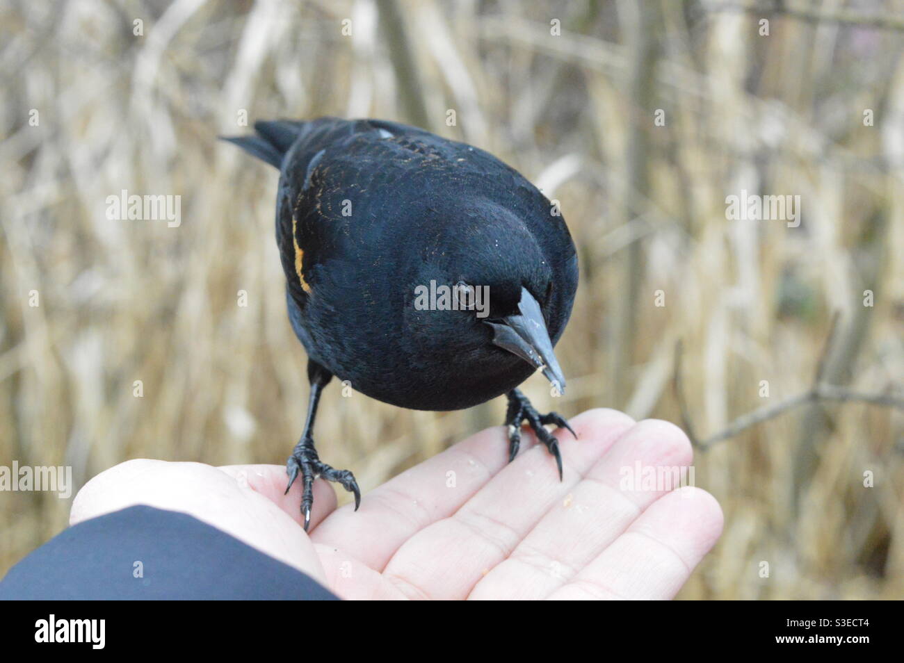 Black Bird Eating Stock Photo