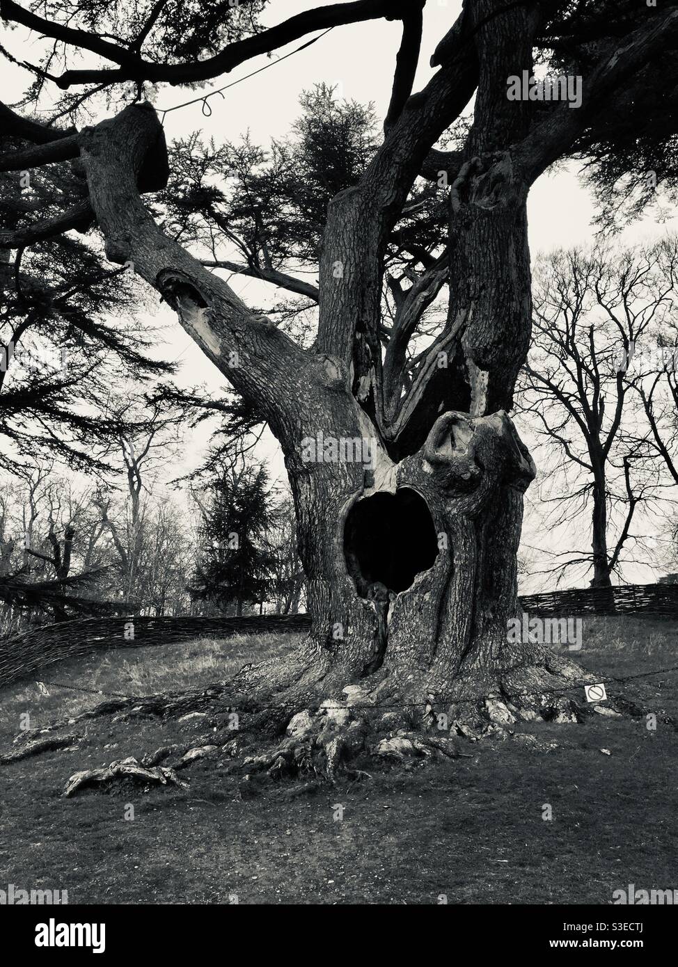 The Harry Potter Cedar of Lebanon tree Stock Photo - Alamy