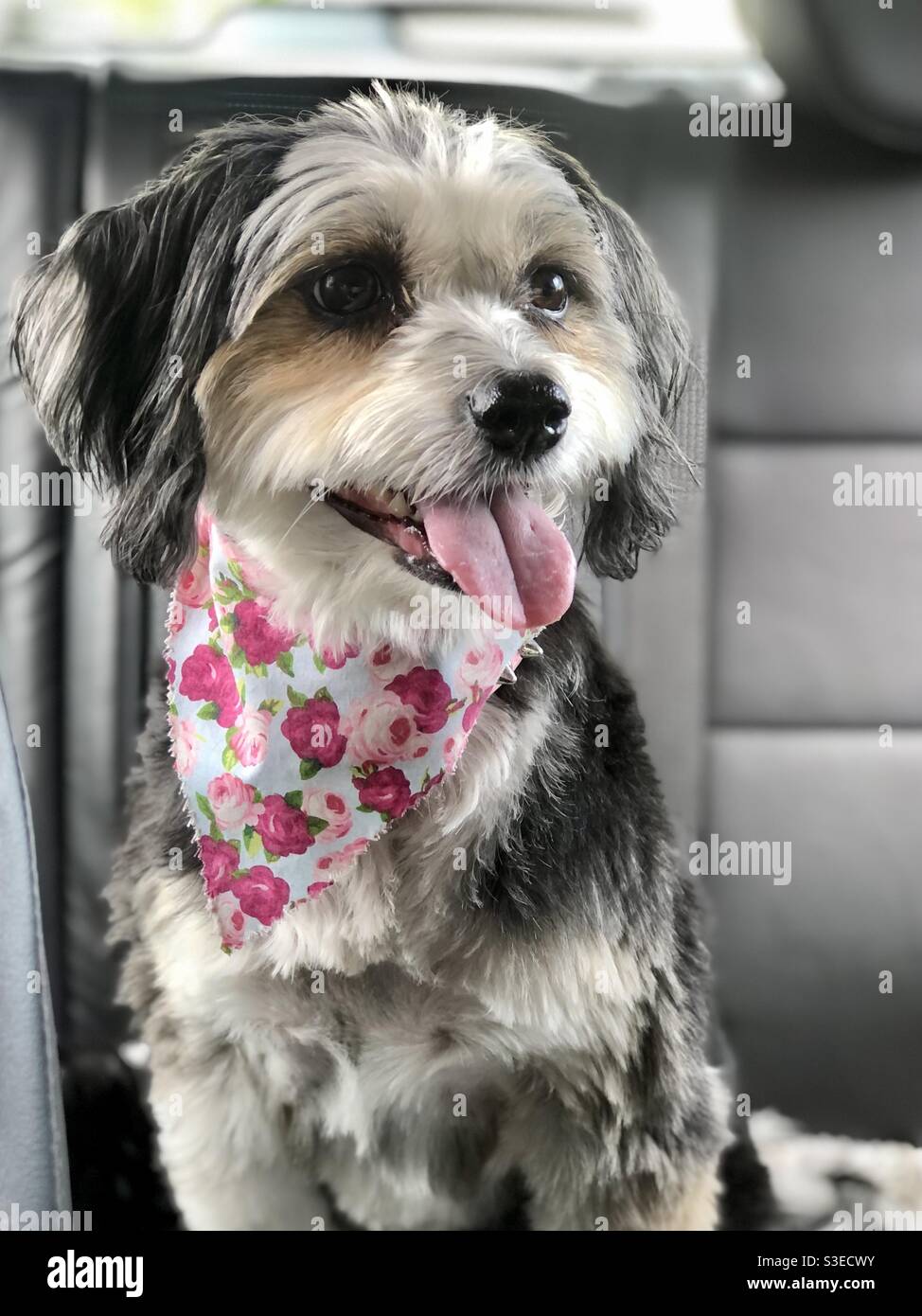 Happy dog after being pampered and groomed Stock Photo