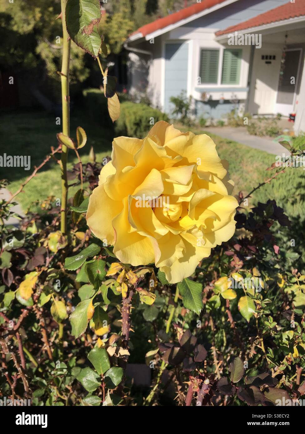 Large yellow rose in bloom Stock Photo