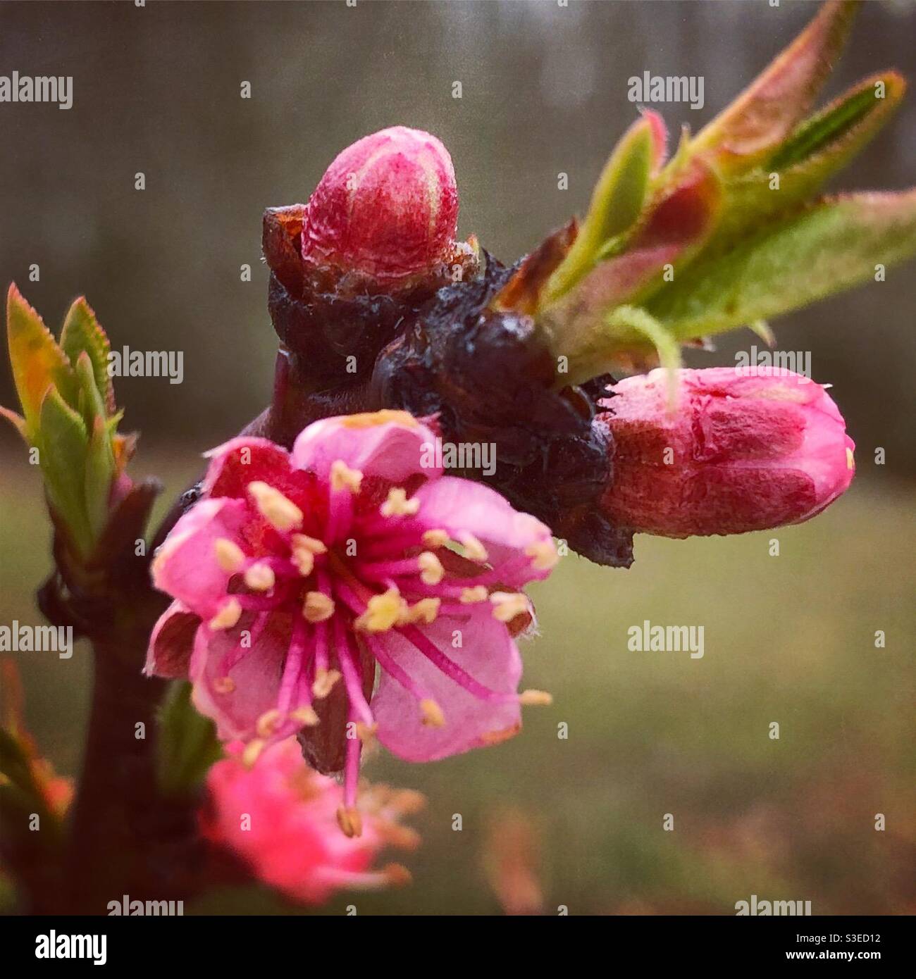 Peach blossom buds hires stock photography and images Alamy