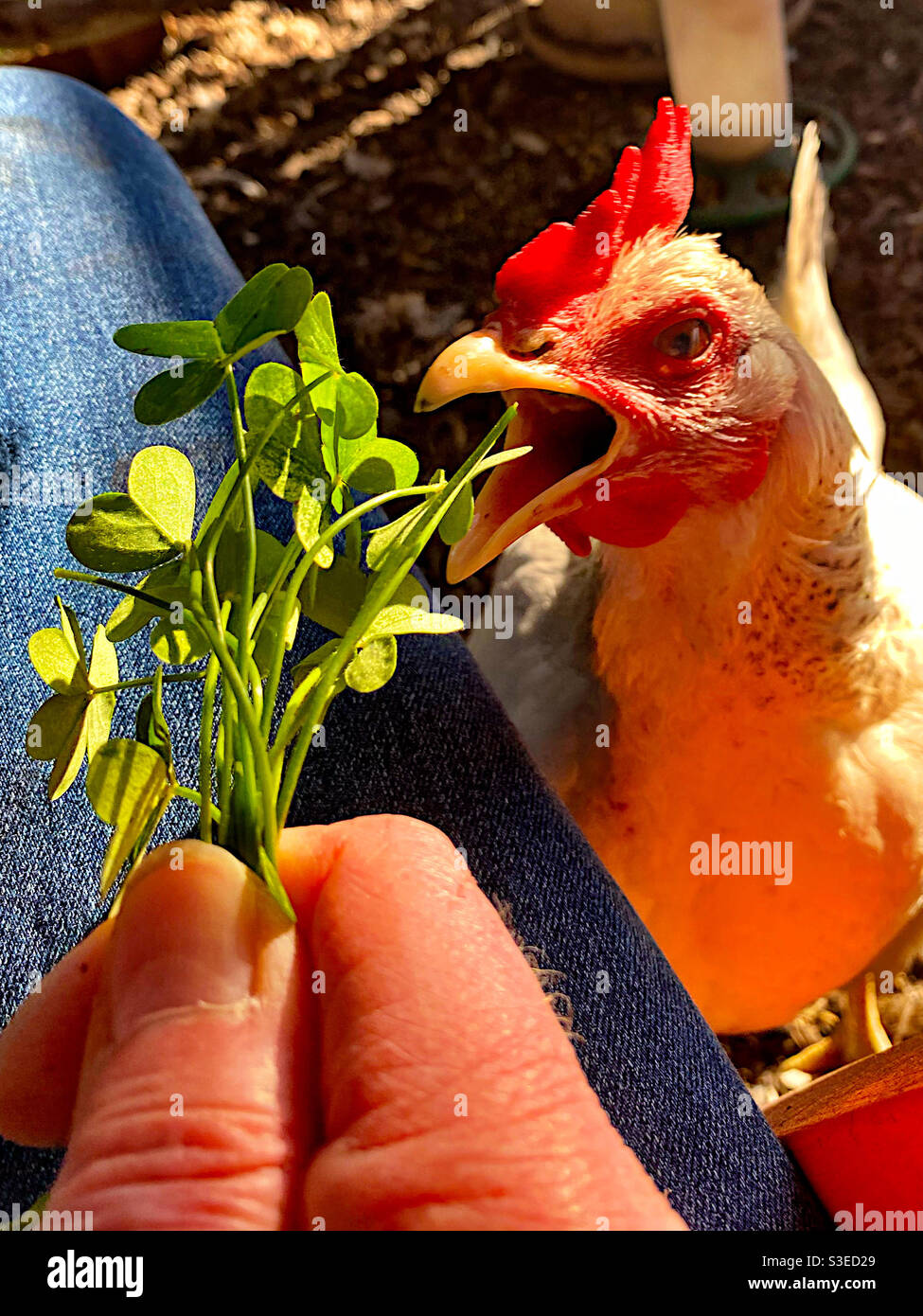 Man feeding clover to a chicken - Smartphone Captured Stock Image