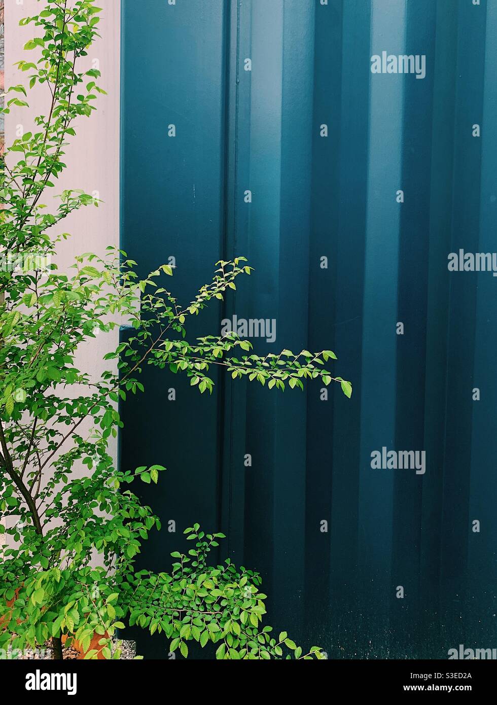 Green plant against blue wall. - Smartphone Captured Stock Image