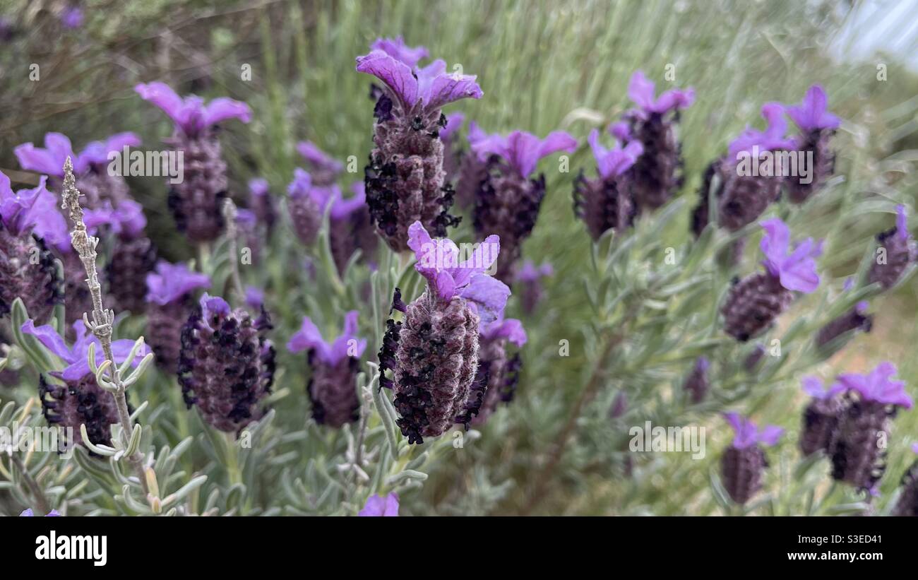Lavandula stoechas L, known by several names including Spanish Lavender and Butterfly Lavender. Stock Photo