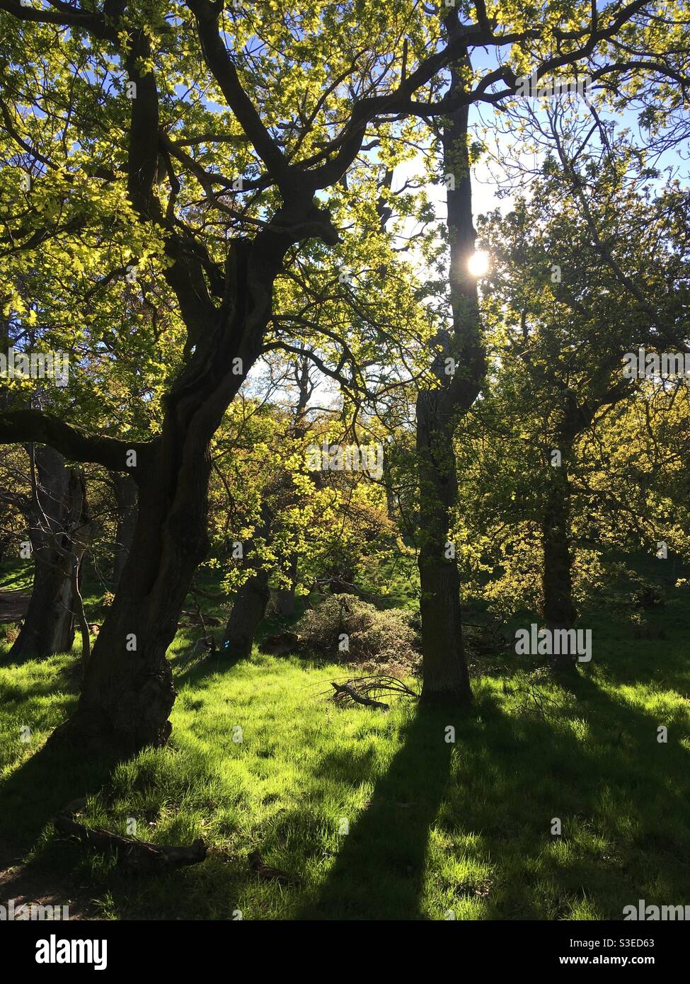 Oak tree light - Smartphone Captured Stock Image