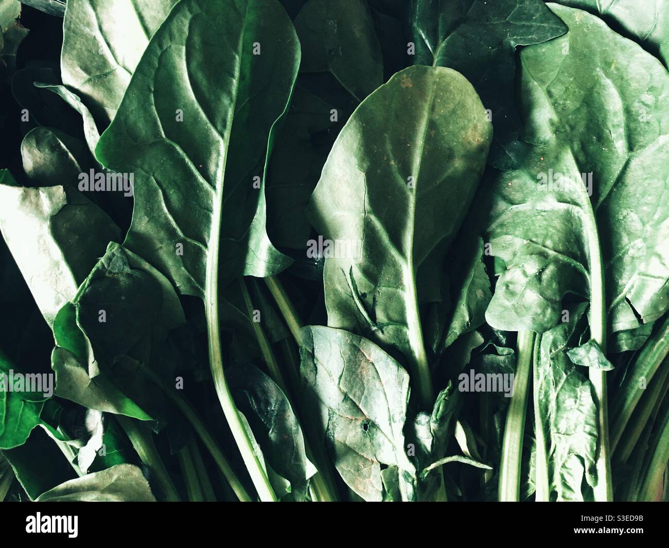 Green leafy spinach close upshot - Smartphone Captured Stock Image
