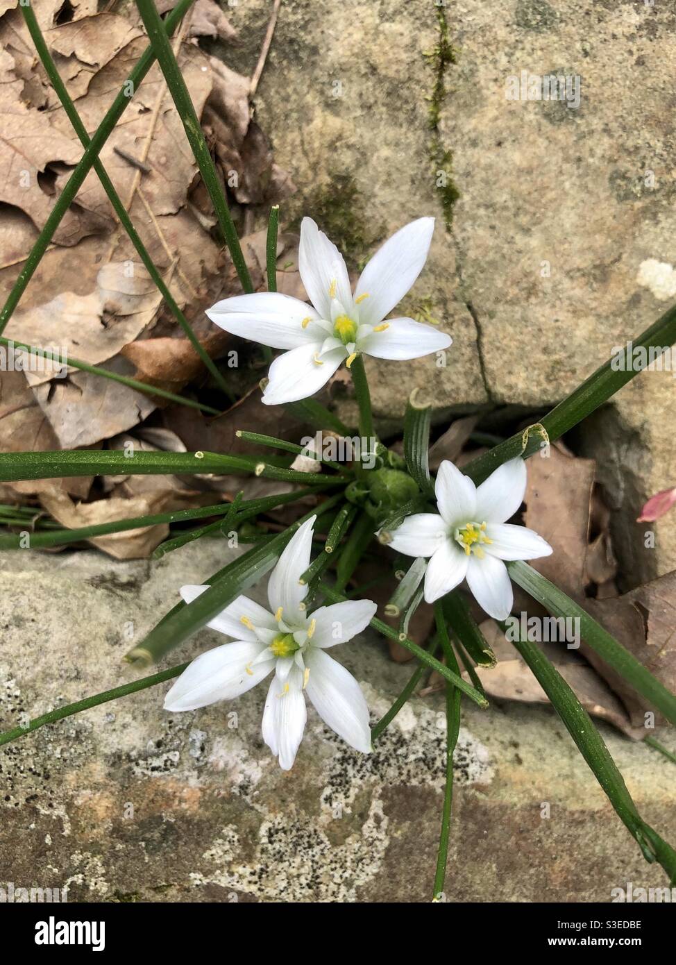 Rock leaves hi-res stock photography and images - Alamy